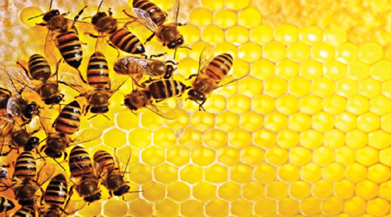 معرفی شغل زنبورداری و تولید عسل