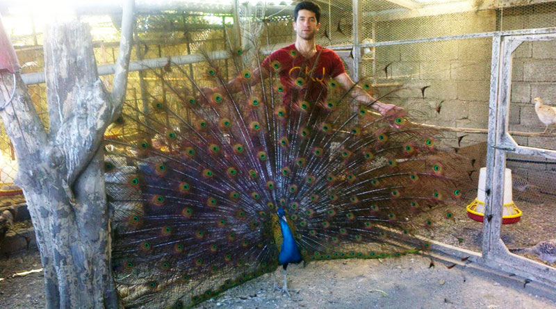 کسب و کار با زیبای افسانه‌ای به نام طاووس