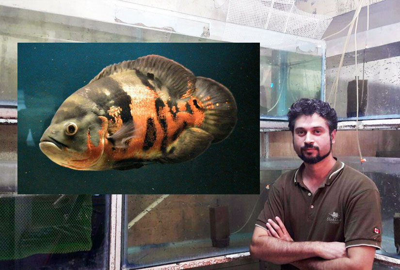 oscar-fish