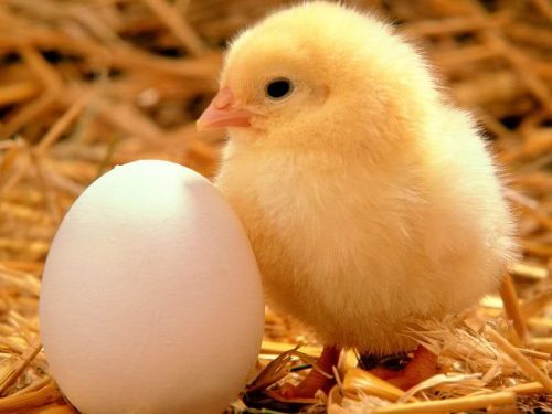 تولید تخم مرغ نطفه دار، بازاری بزرگ با بازدهی عالی
