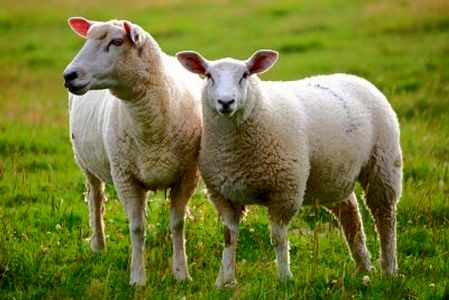 پرورش گوسفند و بره یک سرمایه گذاری بی ضرر