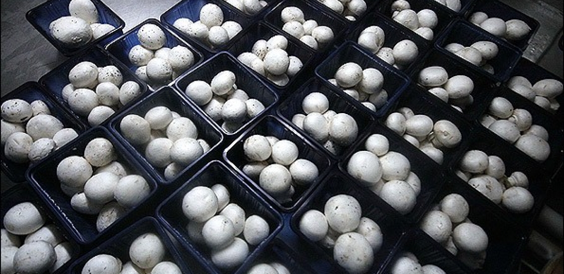 یک کارآفرین با تولید قارچ سالانه ۵۰ میلیون تومان درآمد کسب کرد