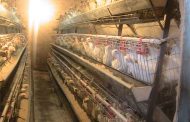 کارآفرینی که روزانه ۳۰۰ هزار تومان سود می کند/ پرورش ۳۰۰۰ مرغ تخم گذار در ۲۰۰ متر