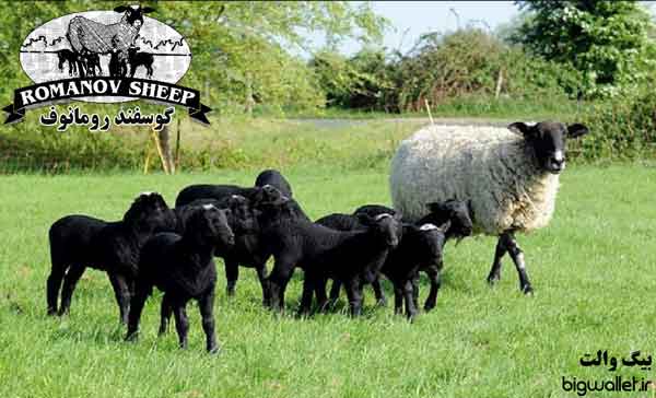 طرح پرورش گوسفند رومانوف, گوسفند زایشی و چندقلوزا