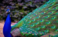 قصه معصومه خانم و پرورش طاووس و کسب و کار پررونق