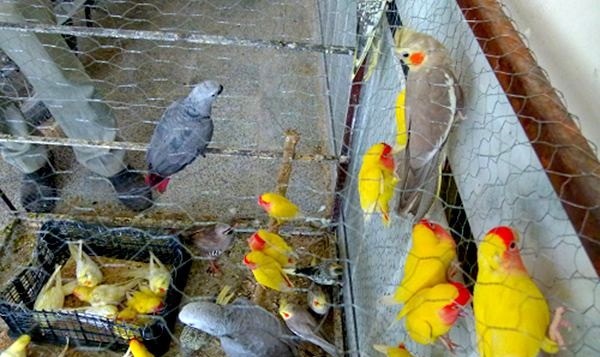 کسب درآمد ماهانه سه میلیون تومان با پرورش پرندگان زینتی در حیاط منزل