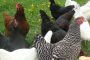 سود پرورش مرغ تخمگذار | ترفندها و آموزش‌های ضروری برای افزایش سود