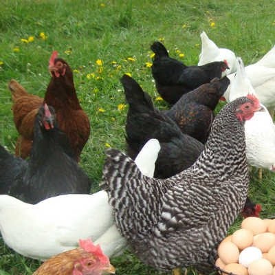 سود پرورش مرغ تخمگذار | ترفندها و آموزش‌های ضروری برای افزایش سود