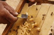 اکسیر جوانی با تولید ژل رویال/ طعم شهد شیرین عسل‌ در زندگی کارآفرین کردستانی